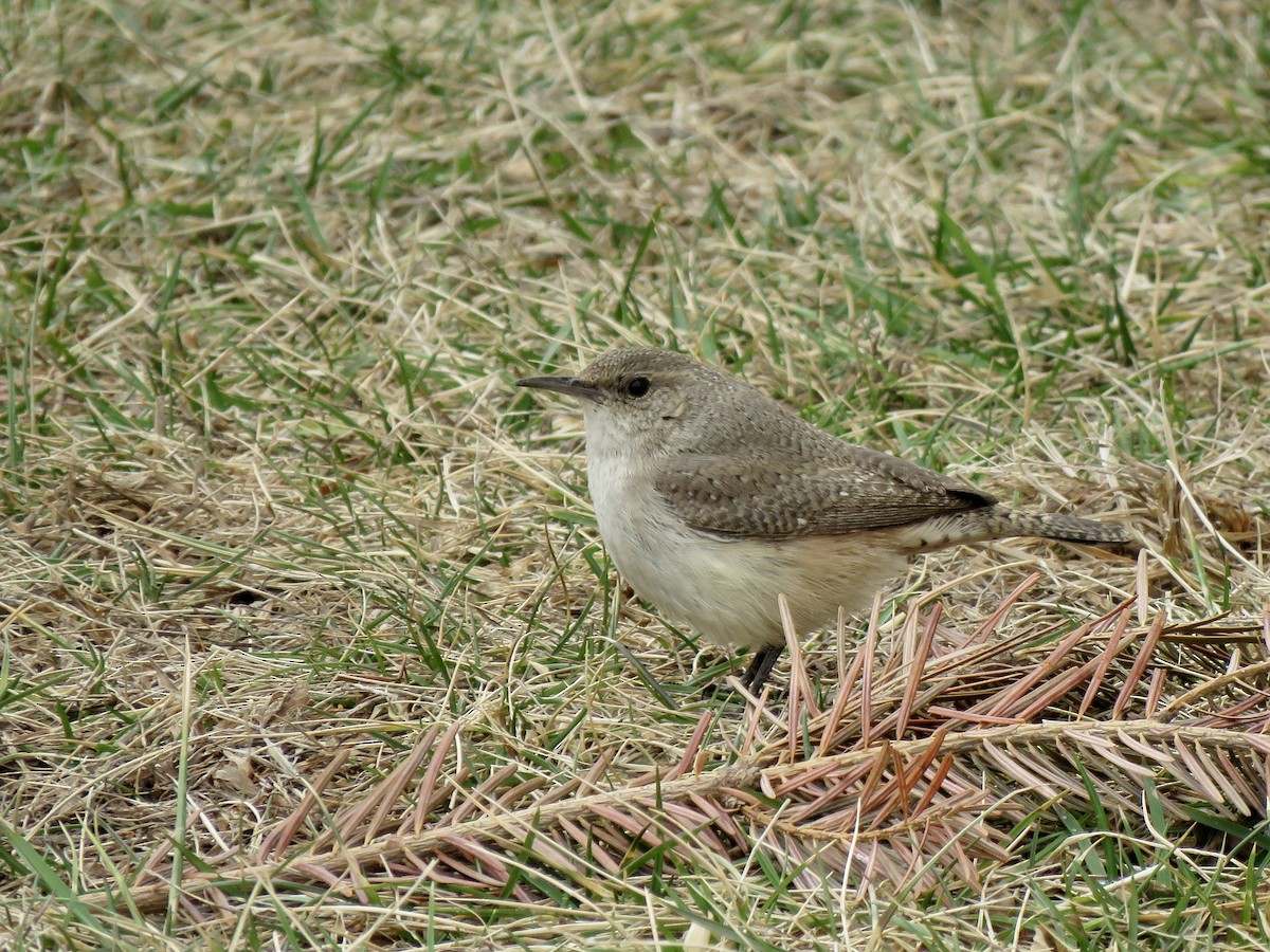 Rock Wren - ML504115021