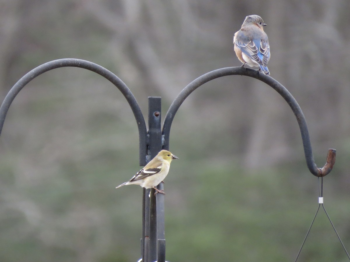 American Goldfinch - ML504115141