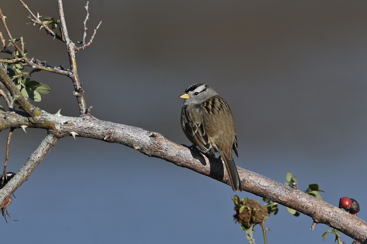 White-crowned Sparrow - ML504115481