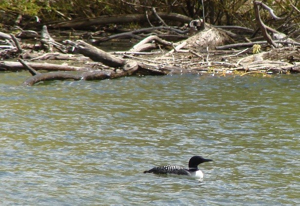 Common Loon - ML504115491