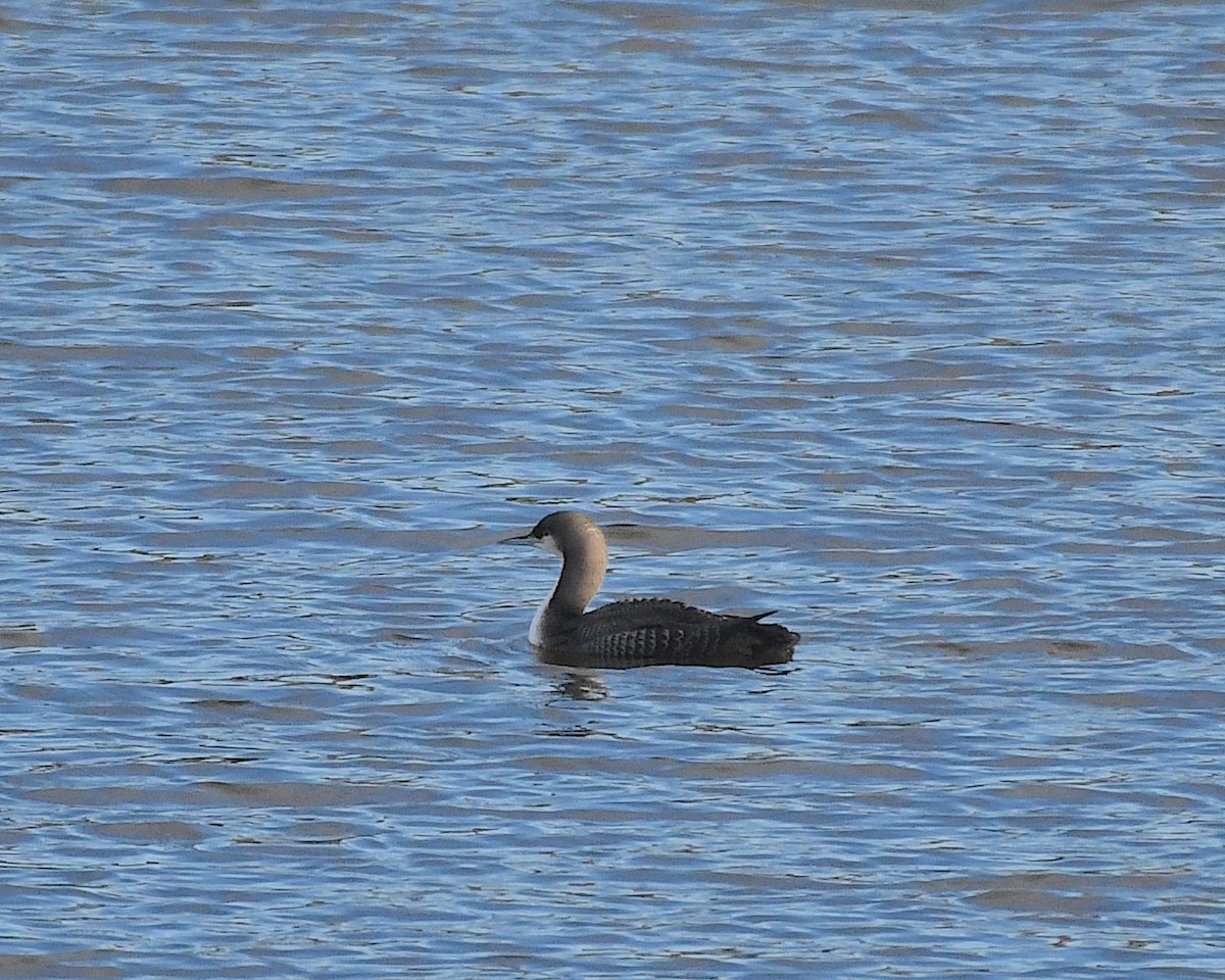 Pacific Loon - ML504115921
