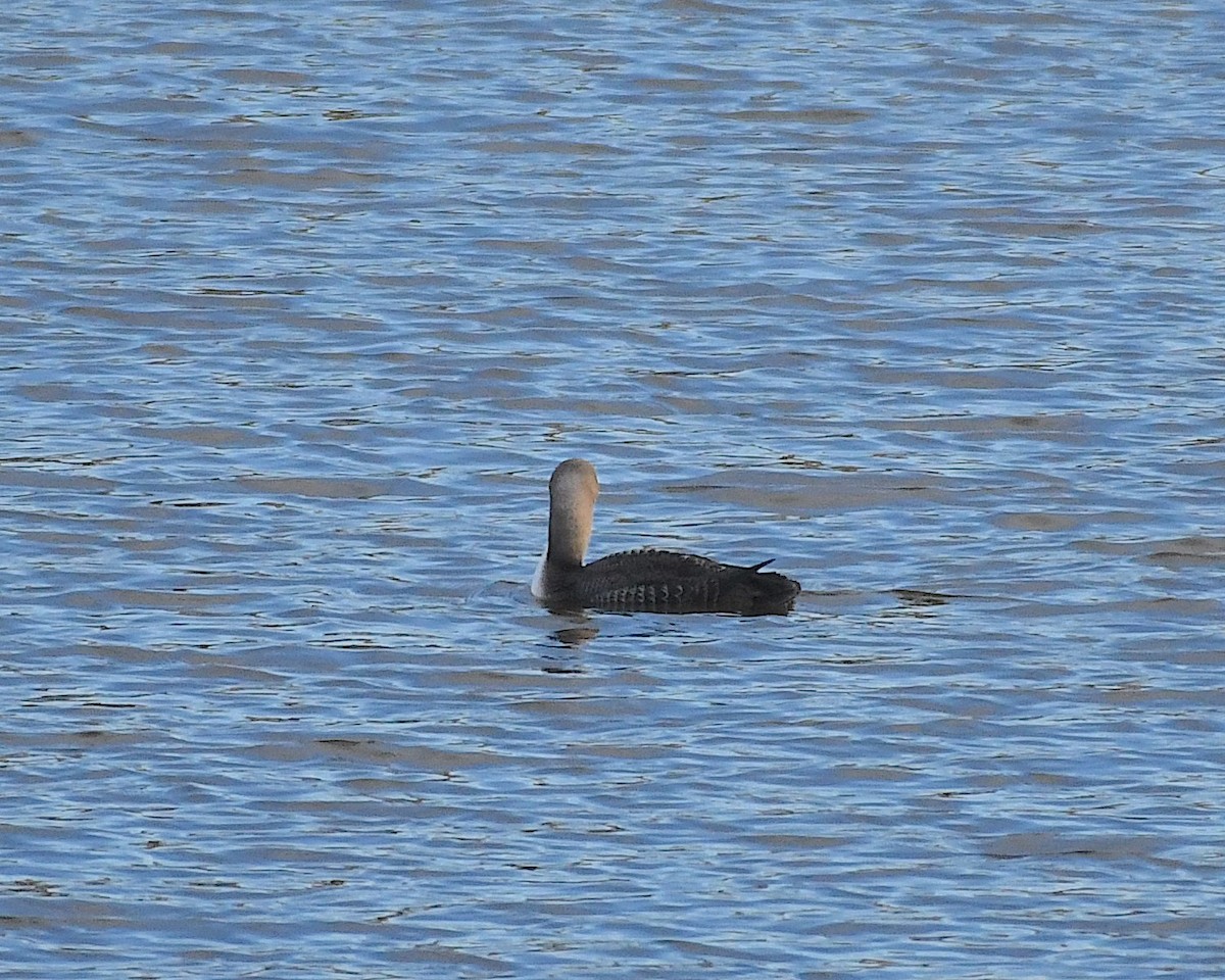 Pacific Loon - ML504116151