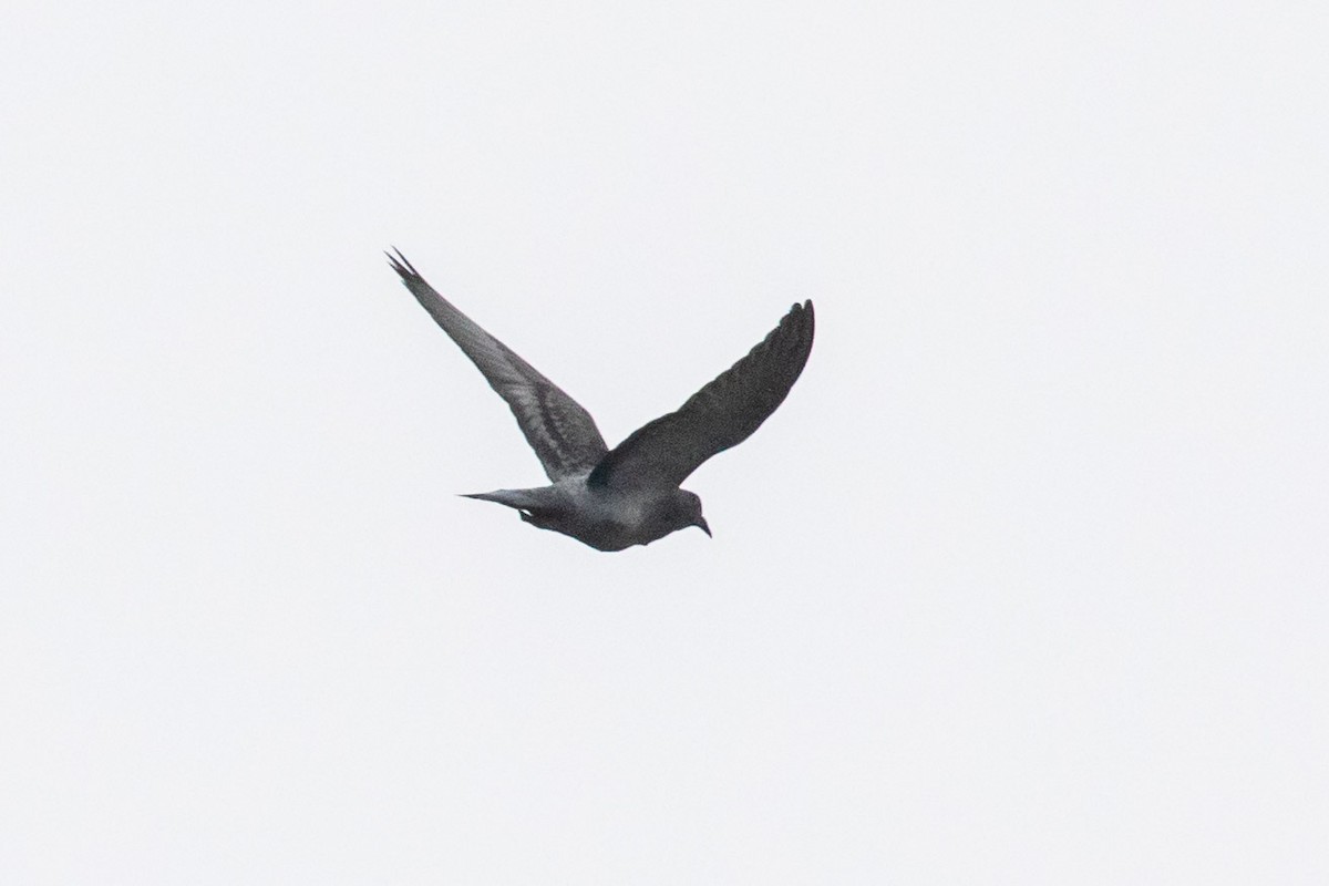 Pigeon biset (forme domestique) - ML504116901