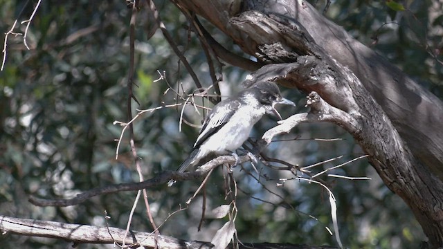 Gray Butcherbird - ML504117441