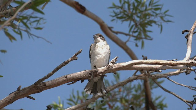 Gray Butcherbird - ML504117591