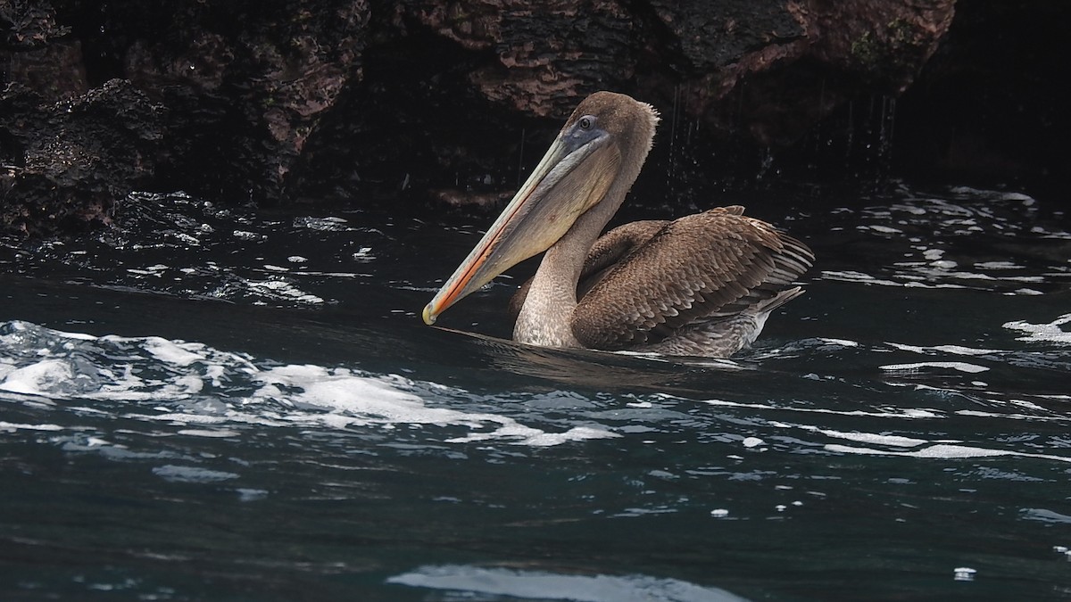 Brown Pelican - 瑞珍 楊