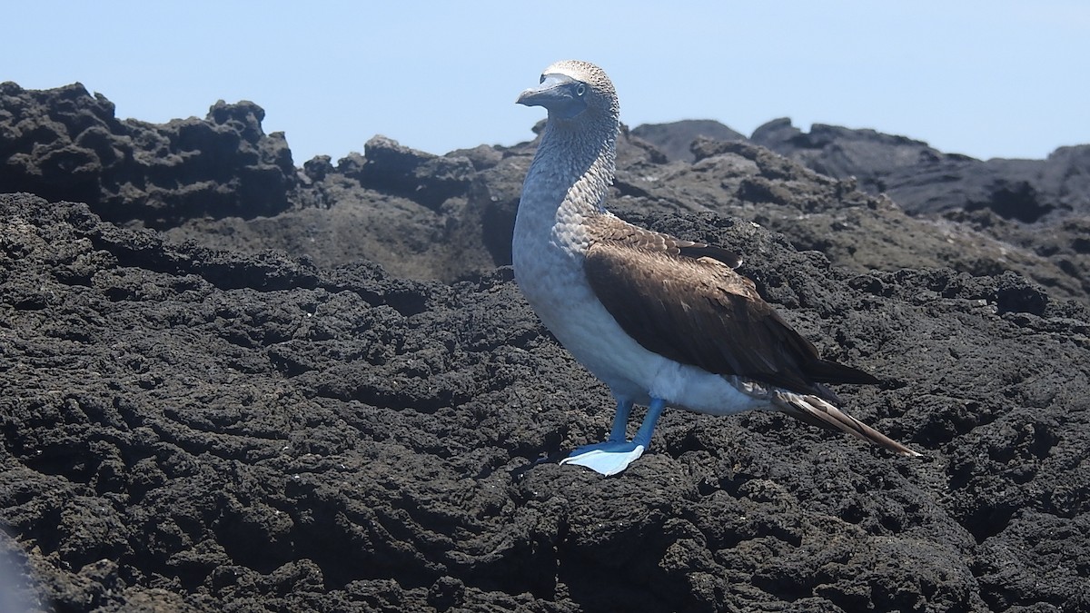 Blue-footed Booby - 瑞珍 楊