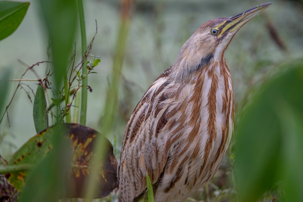 American Bittern - ML504119721