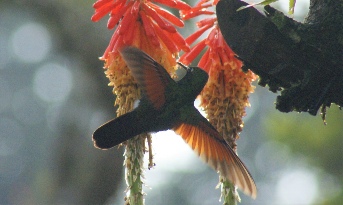 Garnet-throated Hummingbird - ML504120471