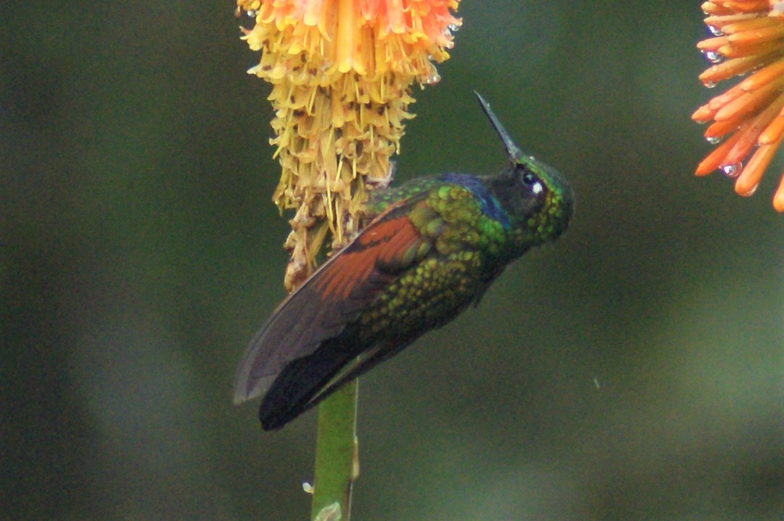 Garnet-throated Hummingbird - ML504120481