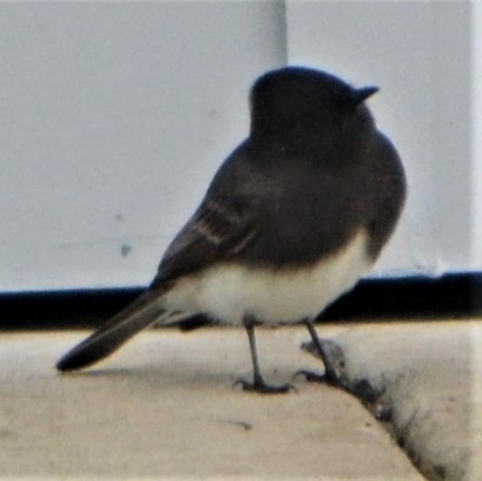 Black Phoebe - ML504120611