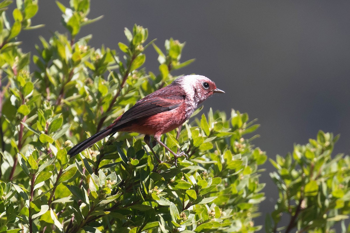 Pink-headed Warbler - Ryan Shaw