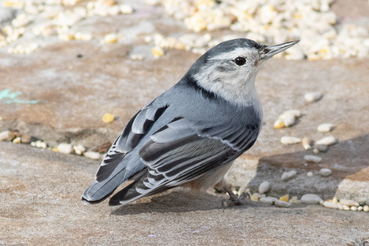 White-breasted Nuthatch - ML504122061