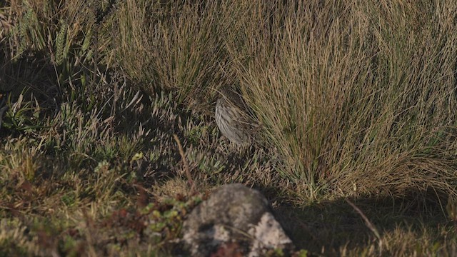 ネズミヤマシトド - ML504123131