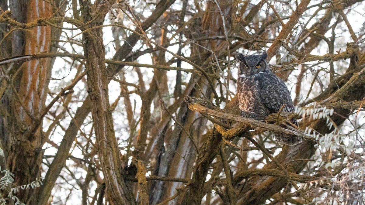 Great Horned Owl - ML504123741