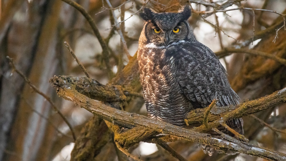 Great Horned Owl - ML504123751