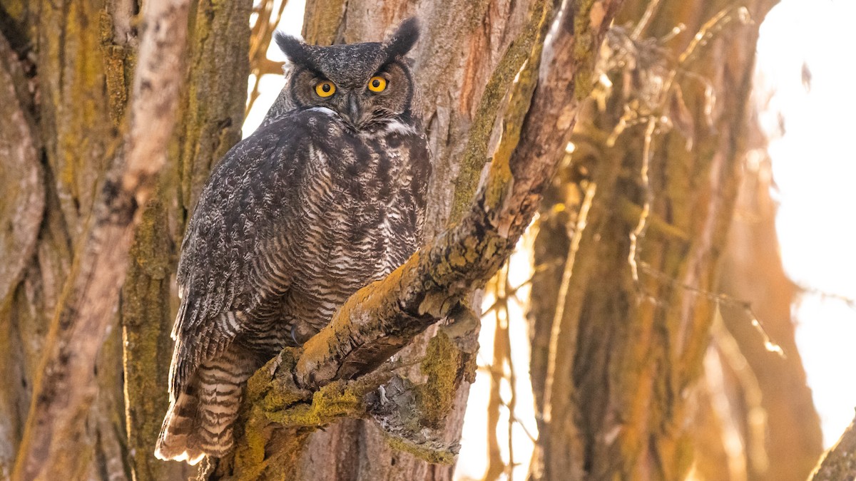 Great Horned Owl - ML504123771