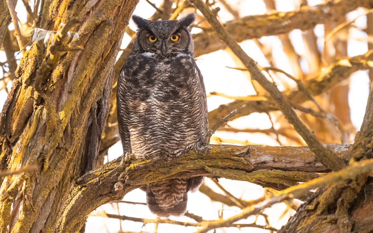Great Horned Owl - ML504123781