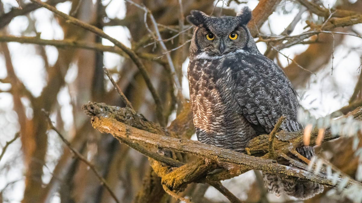 Great Horned Owl - ML504123791