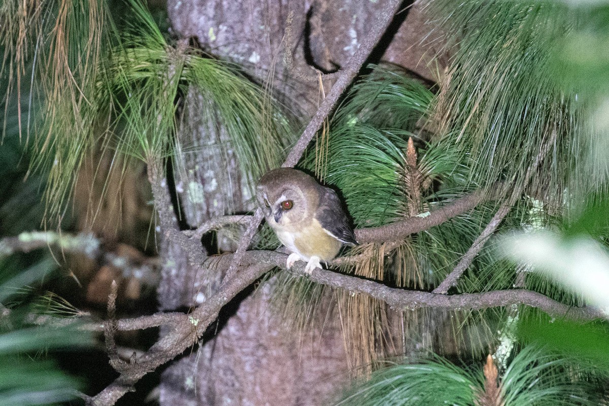 Unspotted Saw-whet Owl - Ryan Shaw