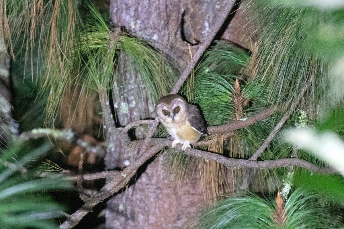 Unspotted Saw-whet Owl - Ryan Shaw