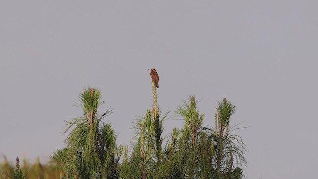 kolibřík duhovohřbetý - ML504124841