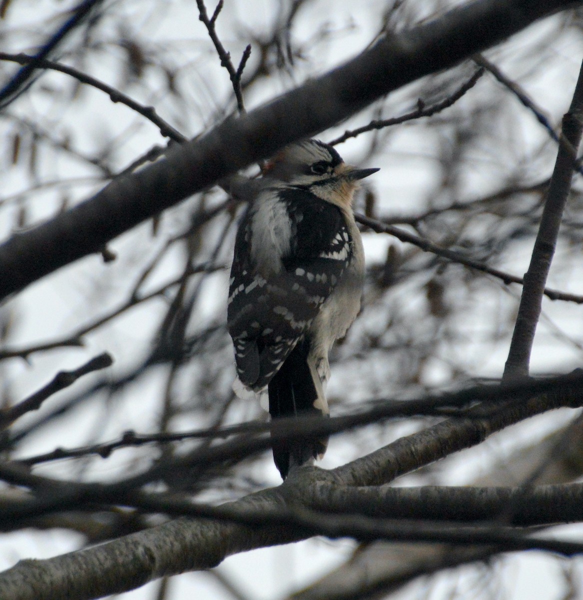 Downy Woodpecker - ML504125771