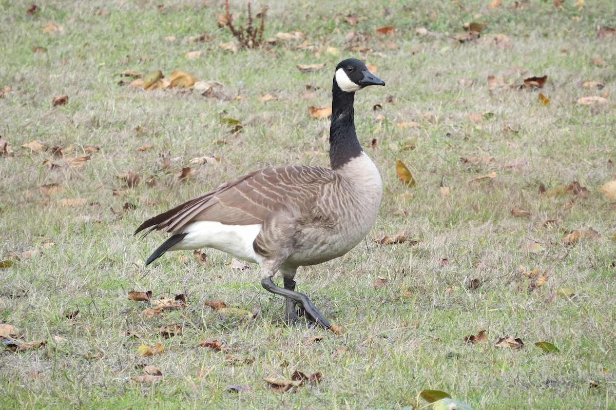 Canada Goose - ML504126681