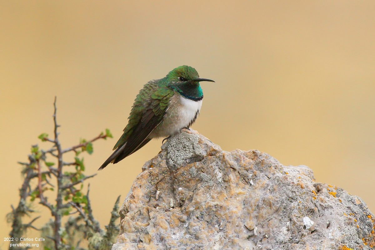 Green-headed Hillstar - ML504127381