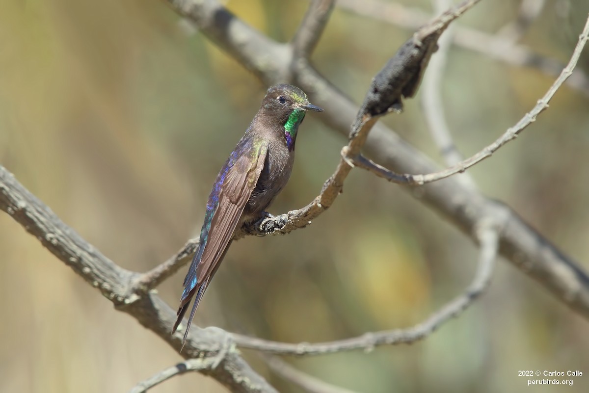 kolibřík modropláštíkový - ML504127431