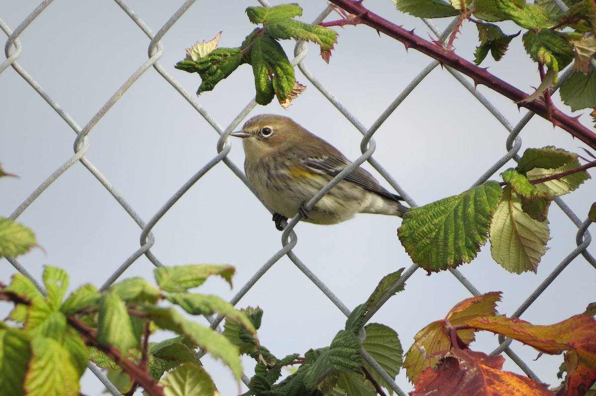 Yellow-rumped Warbler - ML504127811