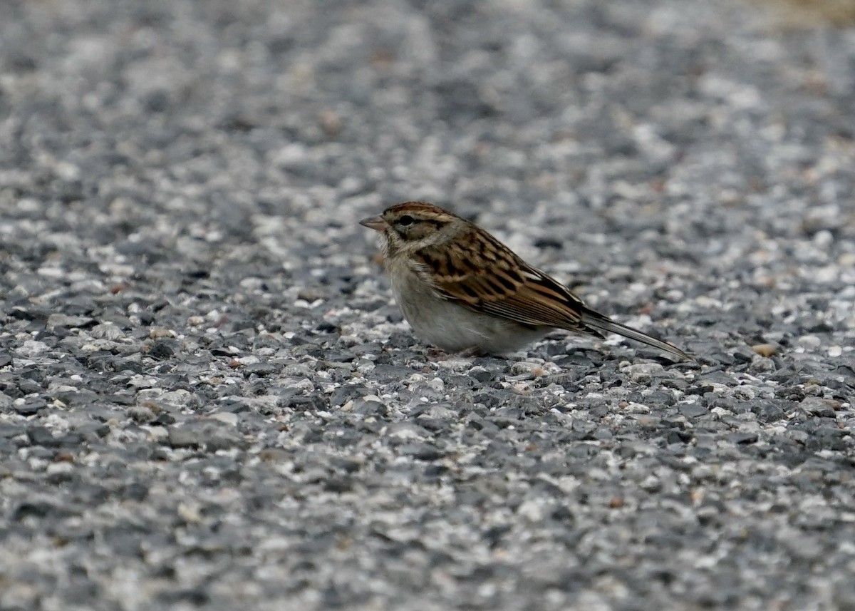Chipping Sparrow - Karen Carpenter