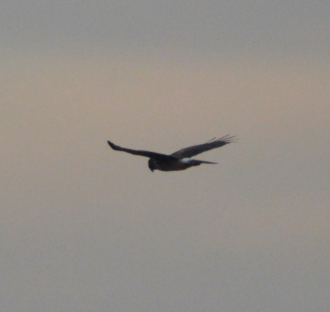 Northern Harrier - ML504128901