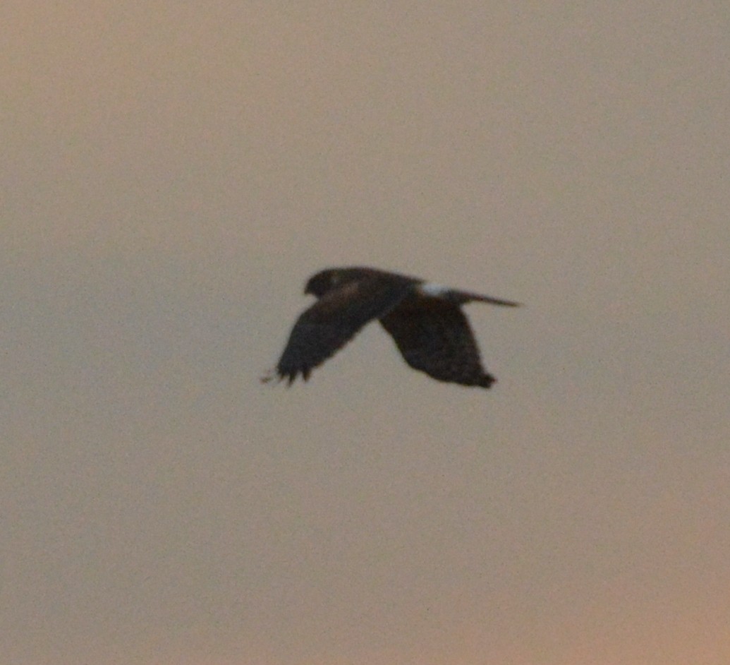 Northern Harrier - ML504128911