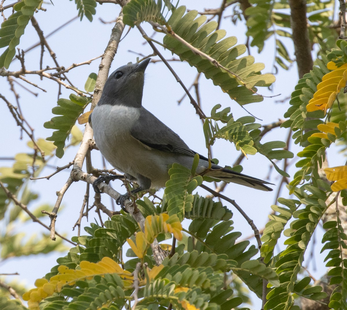 Madagascar Cuckooshrike - ML504128961