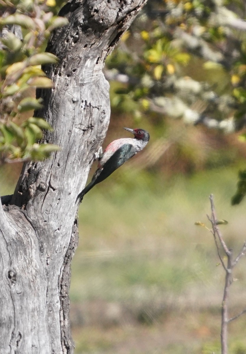 Lewis's Woodpecker - ML504128991