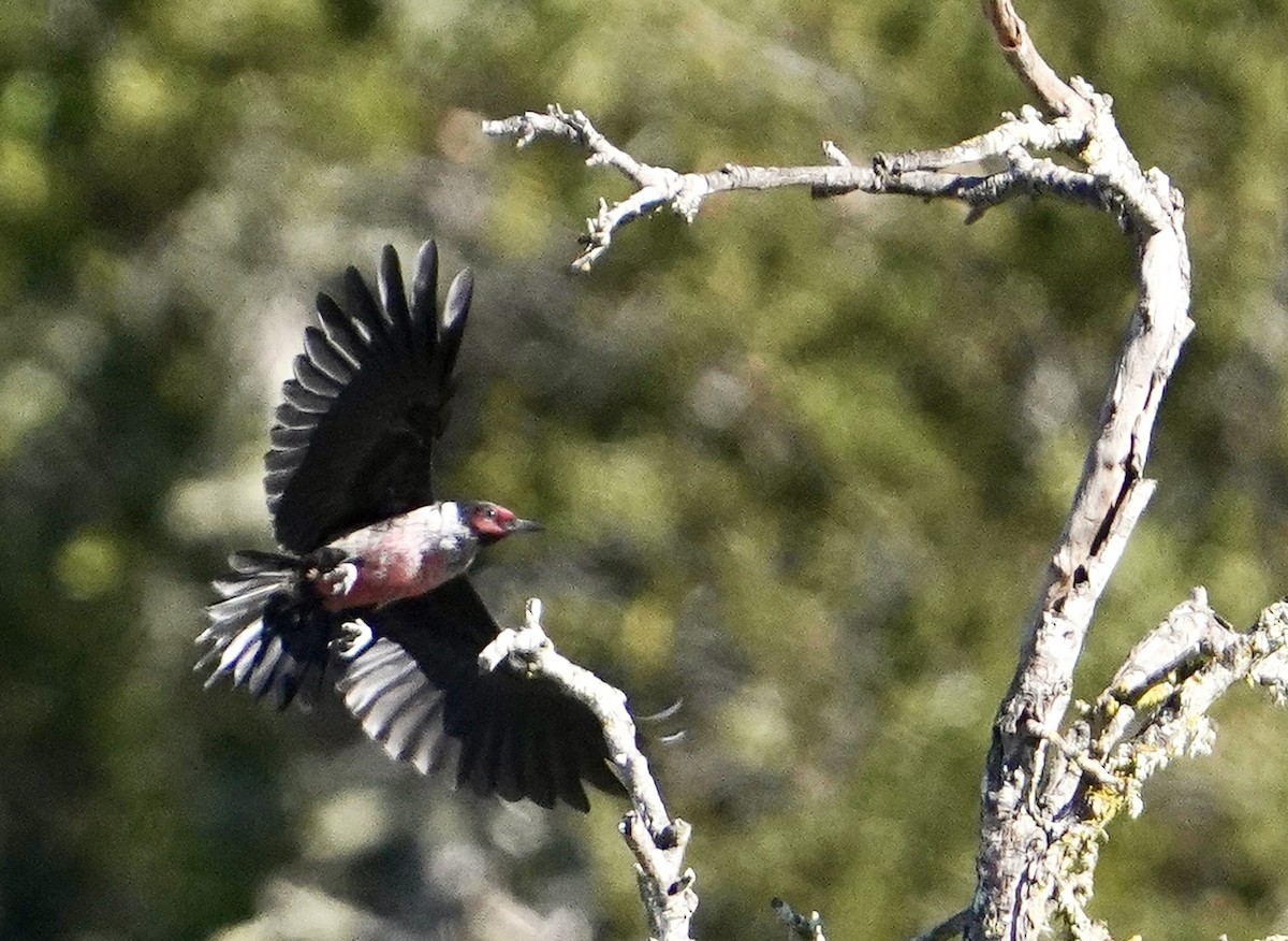 Lewis's Woodpecker - ML504129001