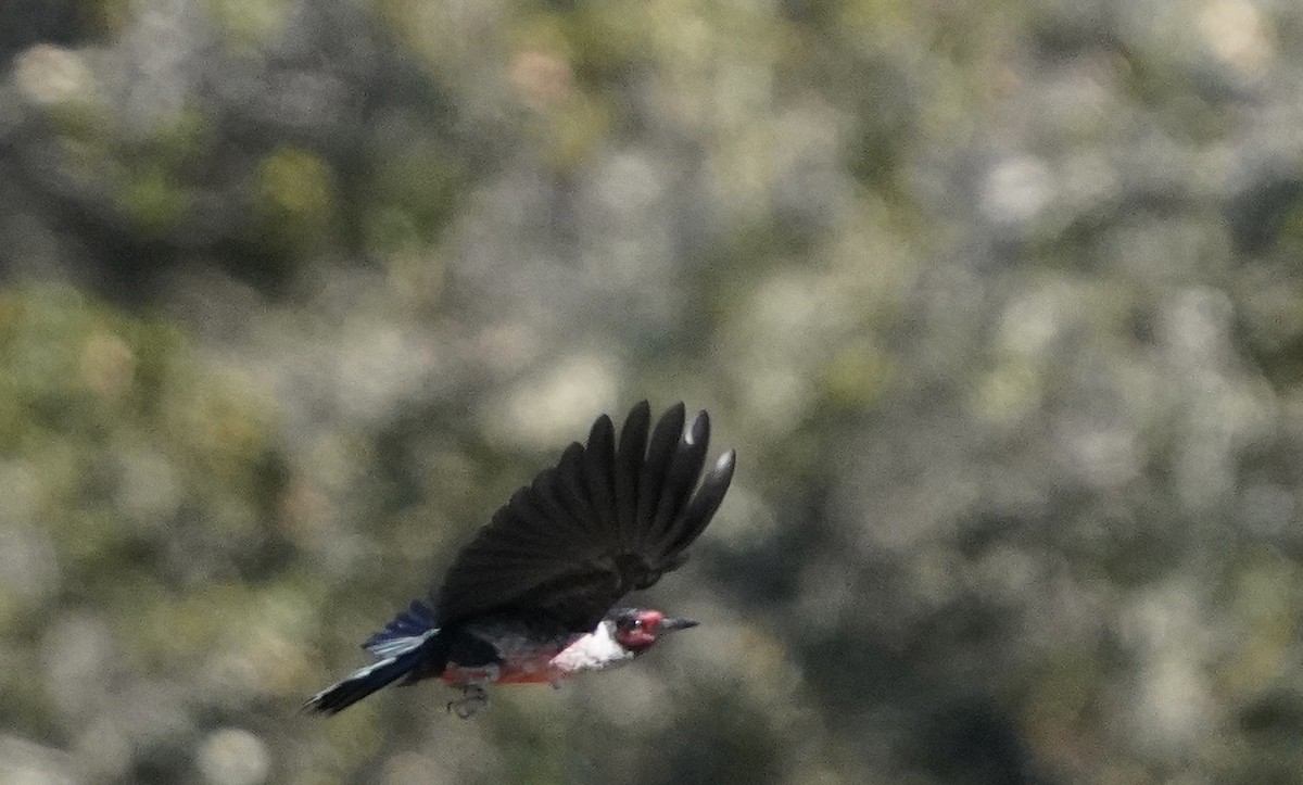Lewis's Woodpecker - ML504129021