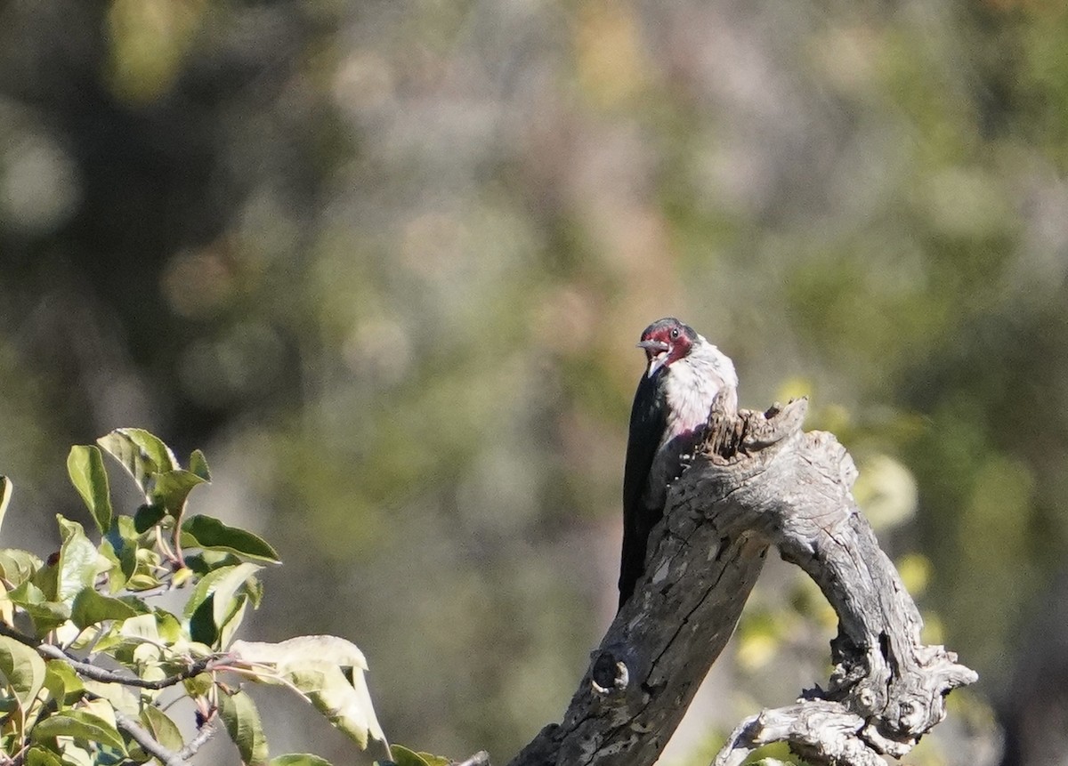Lewis's Woodpecker - ML504129031