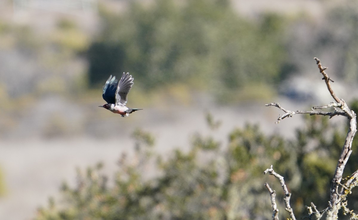 Lewis's Woodpecker - ML504129041