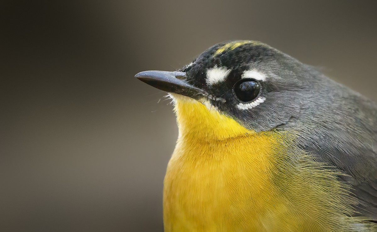 Fan-tailed Warbler - ML504129201