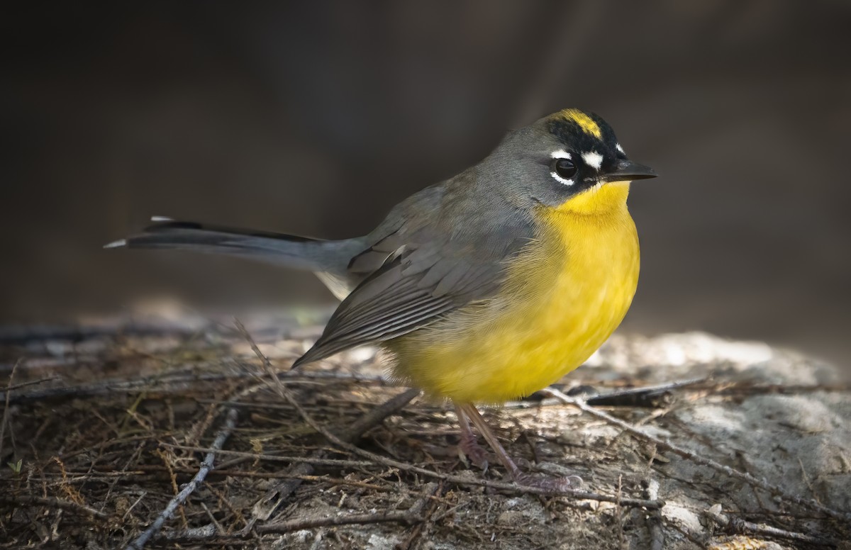 Fan-tailed Warbler - ML504129211