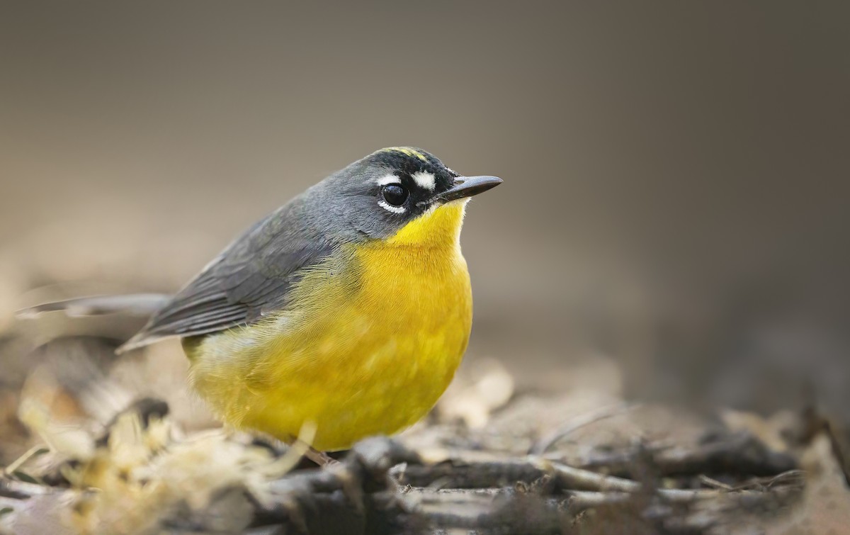 Fan-tailed Warbler - ML504129221