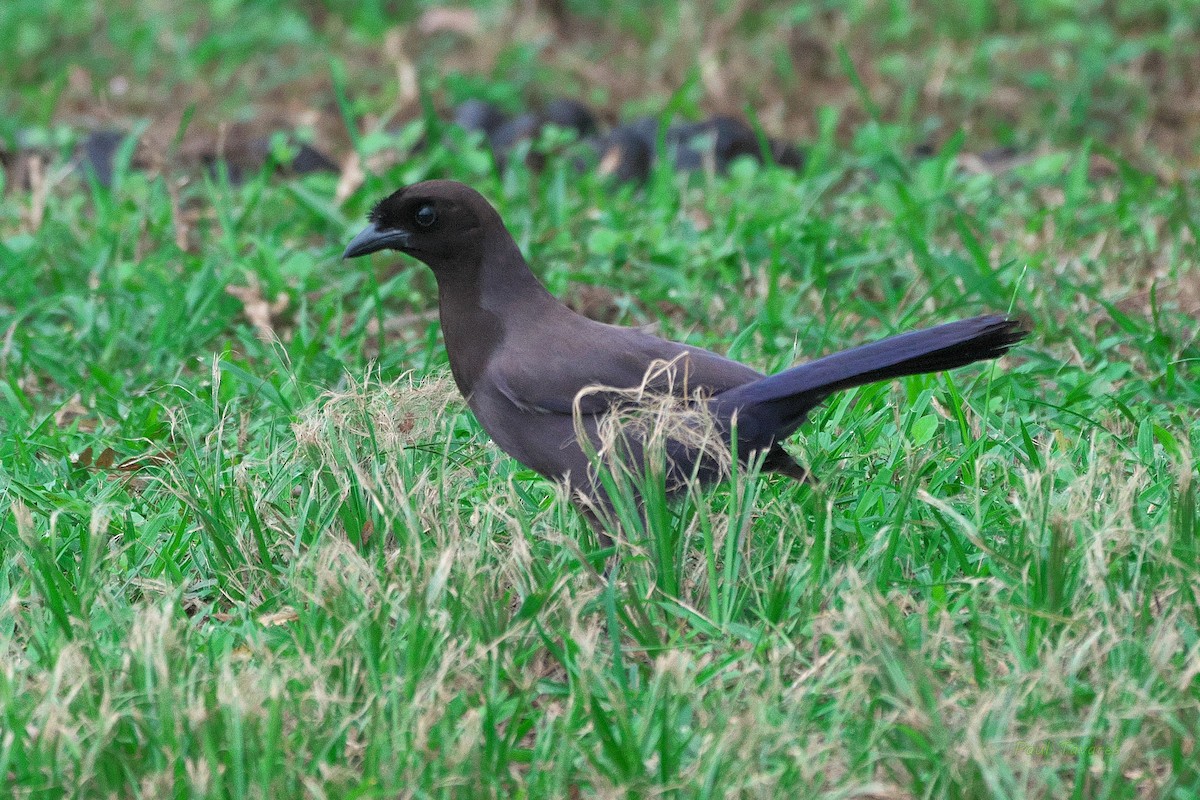 Purplish Jay - Paul Tavares