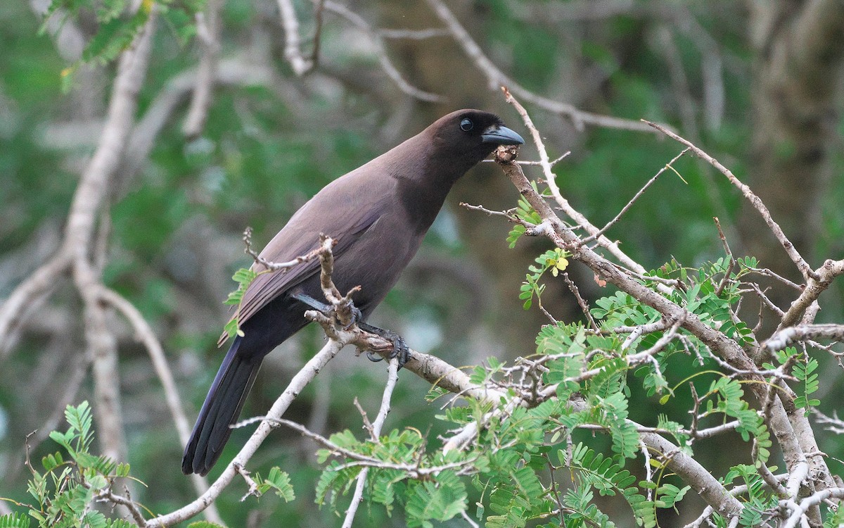 Purplish Jay - ML504129581