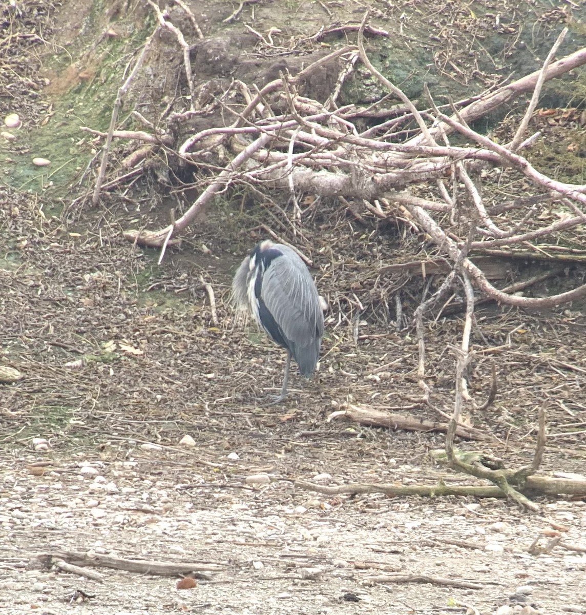 Great Blue Heron - ML504130221