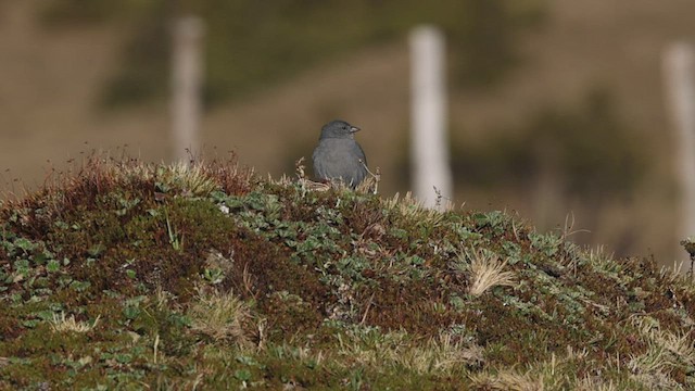 ネズミヤマシトド - ML504130331
