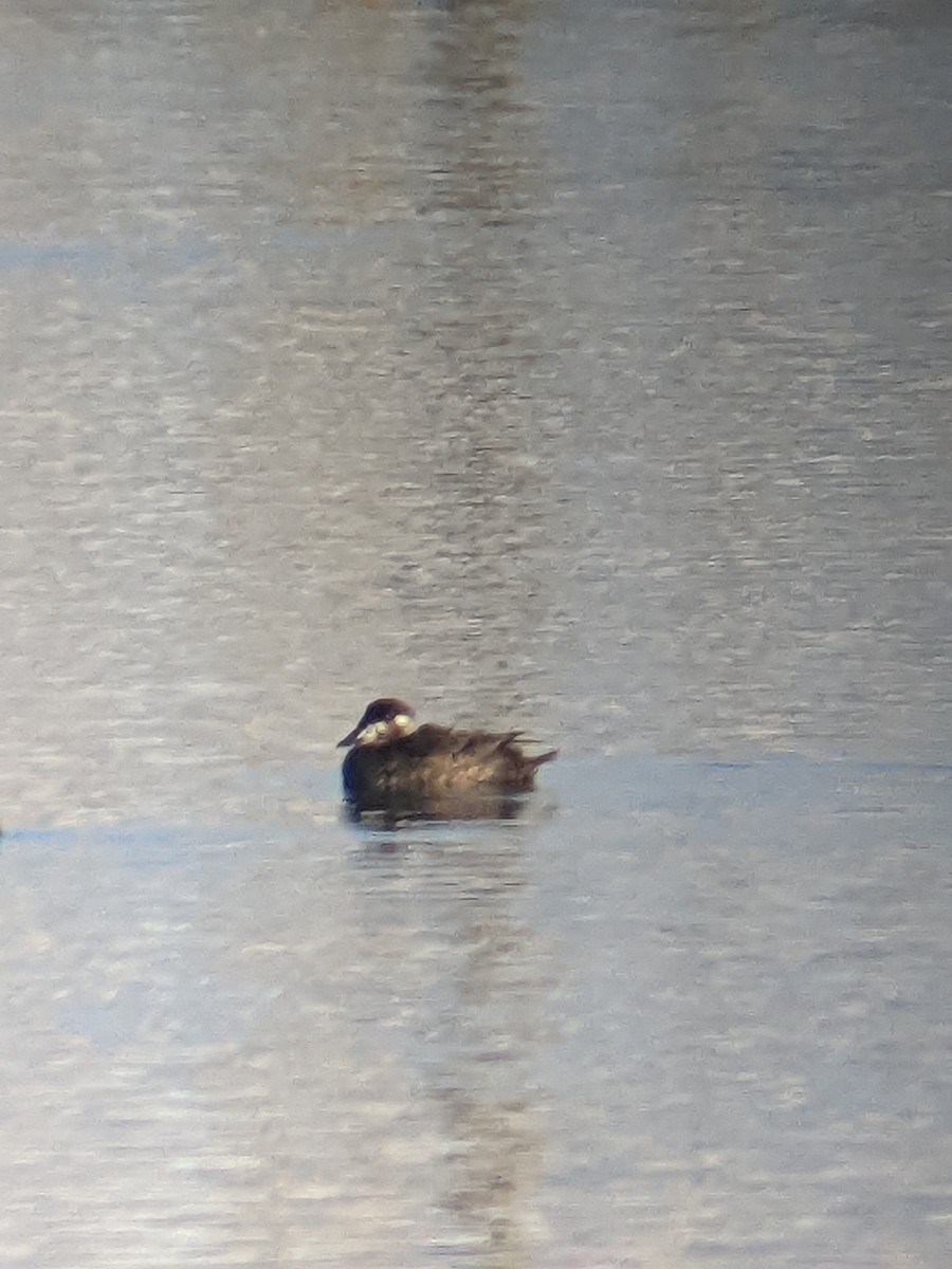 Surf Scoter - ML504131541