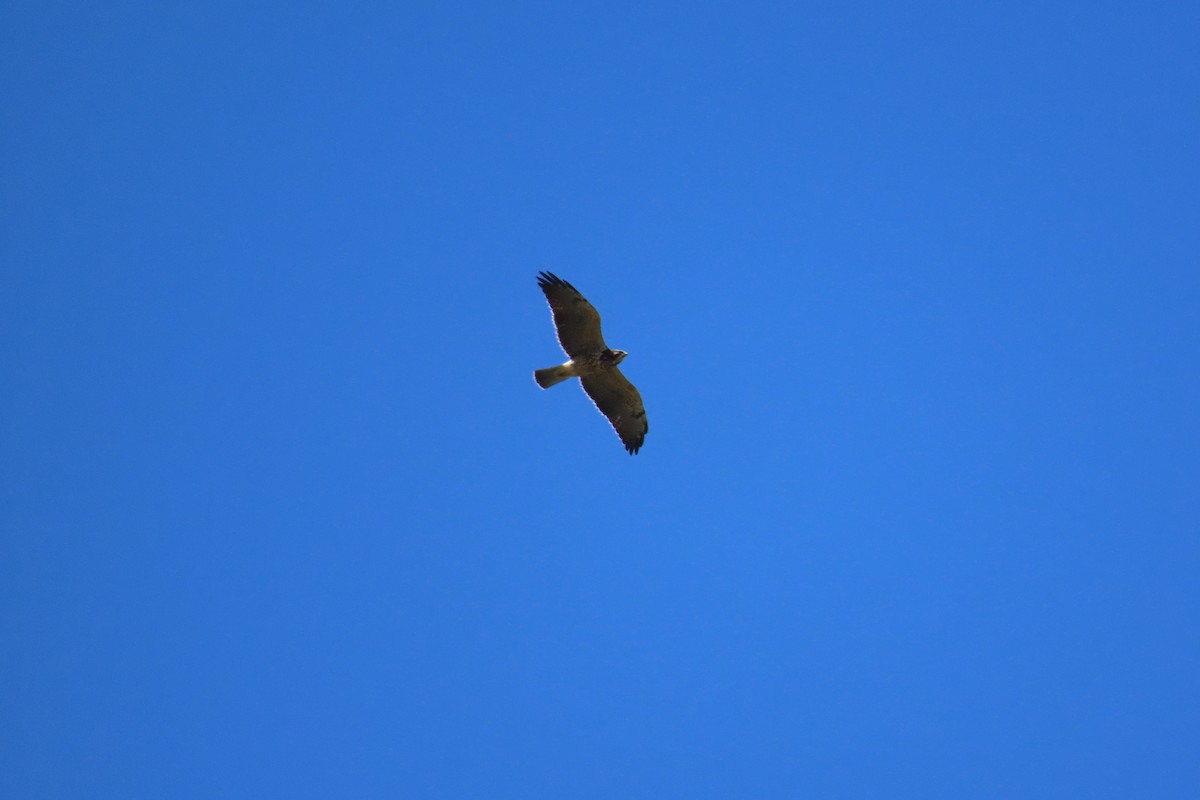 Swainson's Hawk - ML504132241