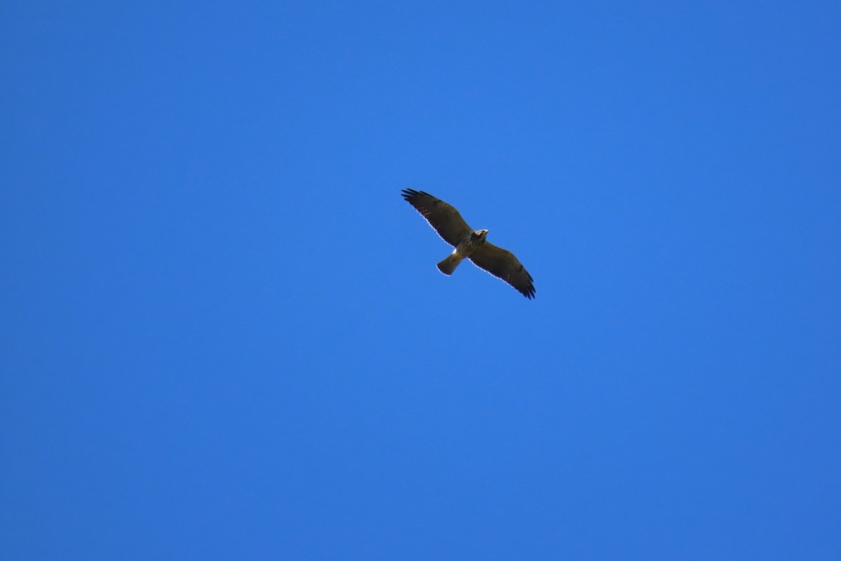 Swainson's Hawk - ML504132251